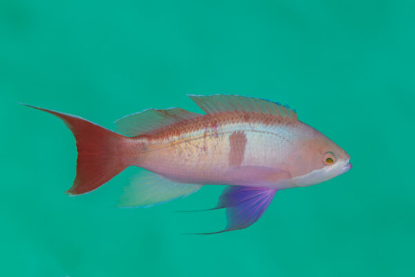 Cooper's Anthias (Pseudanthias cooperi) |commons:File:Serránido (Pseudanthias cooperi), Mauricio, 2025-09-24, DD 101.jpg