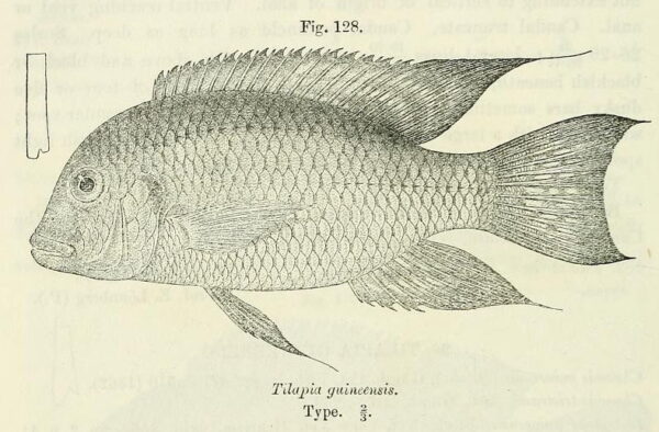 Coptodon guineensis (Coptodon guineensis) |commons:File:Coptodon guineensis.jpg