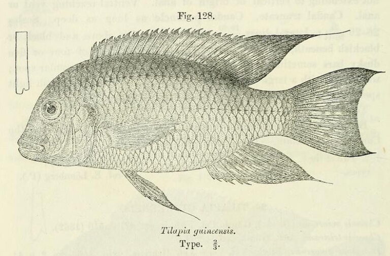 Coptodon guineensis (Coptodon guineensis) |commons:File:Coptodon guineensis.jpg
