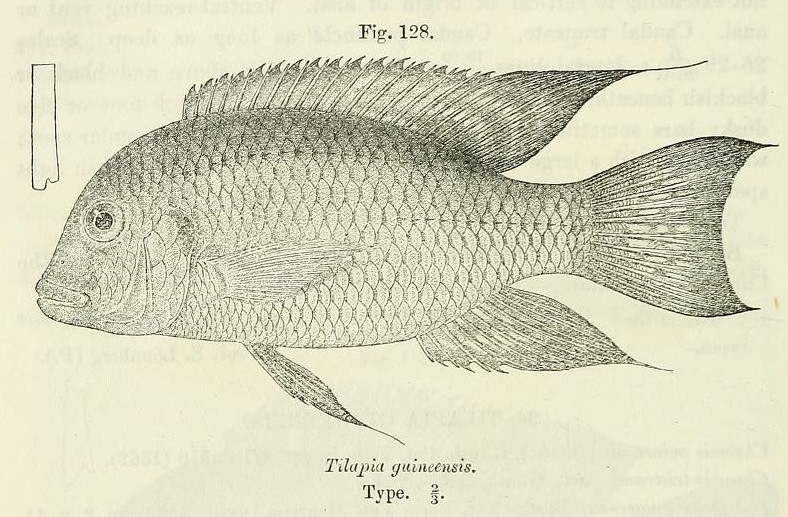 Coptodon guineensis (Coptodon guineensis) |commons:File:Coptodon guineensis.jpg