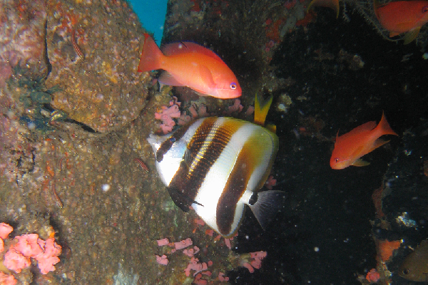 Coradion altivelis (Coradion altivelis) |commons:File:Coradion altivelis, Filipinas.png