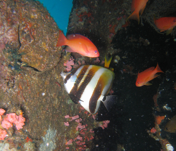 Coradion altivelis (Coradion altivelis) |commons:File:Coradion altivelis, Filipinas.png