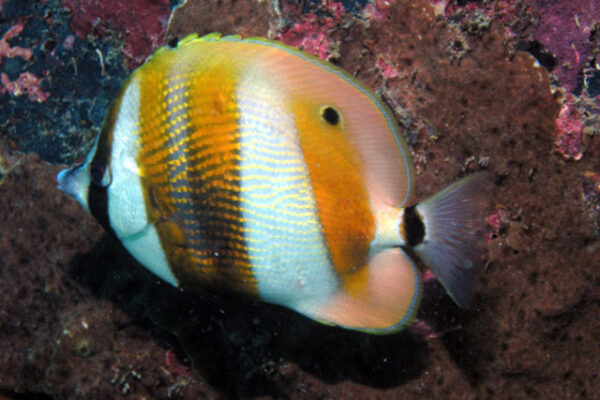 Coradion chrysozonus (Coradion chrysozonus) |commons:File:Coradion chrysozonus1.jpg