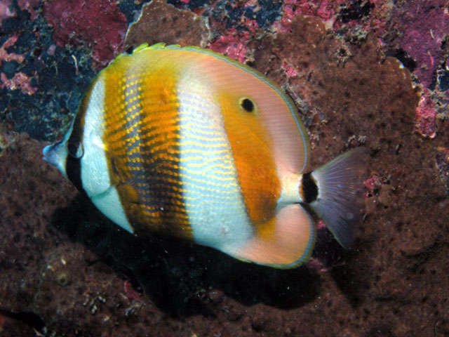 Coradion chrysozonus (Coradion chrysozonus) |commons:File:Coradion chrysozonus1.jpg