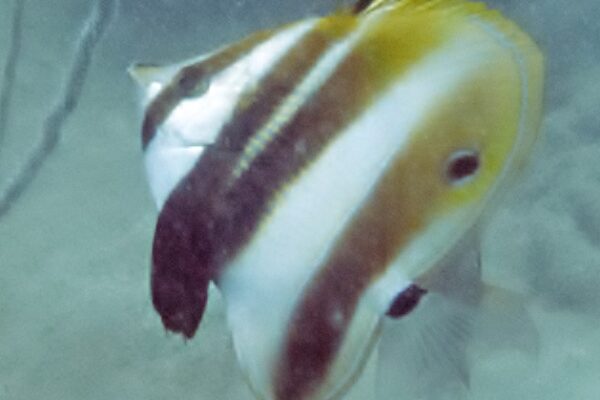 Coradion melanopus (Coradion melanopus) |commons:File:Coradion melanopus, Tailandia.jpg