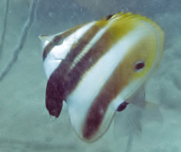 Coradion melanopus (Coradion melanopus) |commons:File:Coradion melanopus, Tailandia.jpg