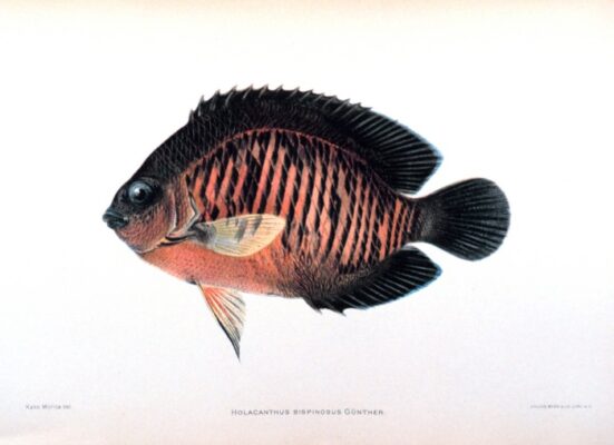 Coral Beauty Angel (Centropyge bispinosa) |commons:File:Centropyge bispinosa.jpg