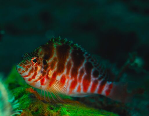 Coral Hawkfish (Cirrhitichthys oxycephalus) |commons:File:Cirrhitichthys oxycephalus.jpg