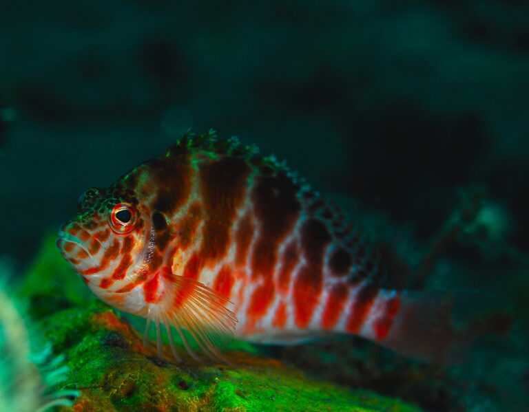 Coral Hawkfish (Cirrhitichthys oxycephalus) |commons:File:Cirrhitichthys oxycephalus.jpg