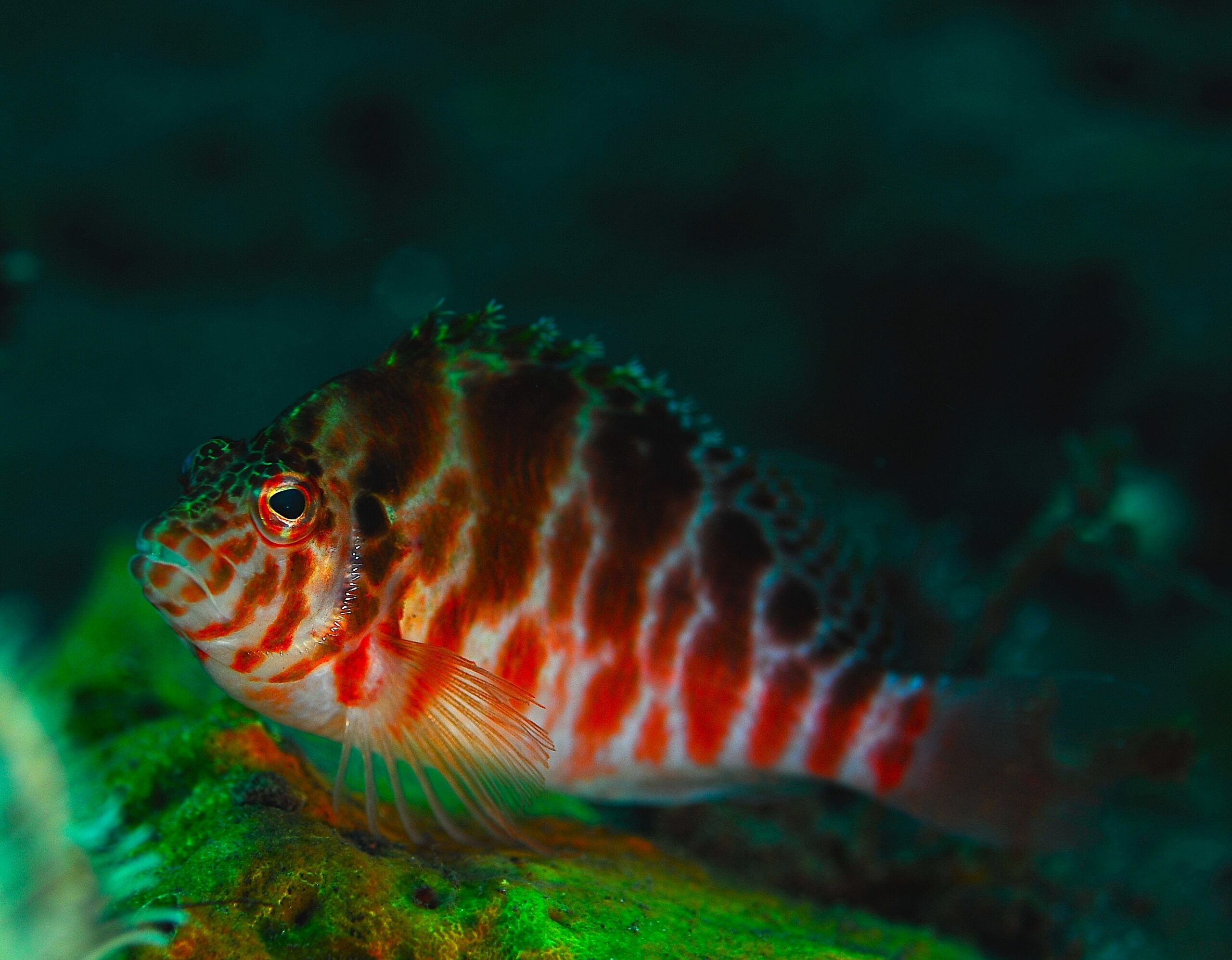 Coral Hawkfish (Cirrhitichthys oxycephalus) |commons:File:Cirrhitichthys oxycephalus.jpg
