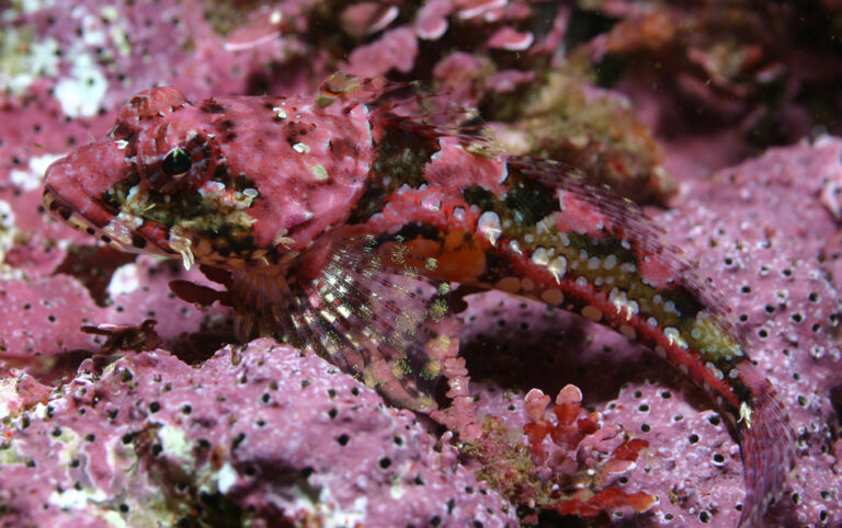 Coralline Sculpin (Artedius corallinus) |commons:File:Artedius corallinus.jpg