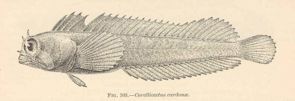 Coralliozetus cardonae (Coralliozetus cardonae) |commons:File:FMIB 38117 Coralliozetus cardonae.jpeg