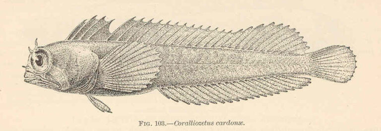 Coralliozetus cardonae (Coralliozetus cardonae) |commons:File:FMIB 38117 Coralliozetus cardonae.jpeg