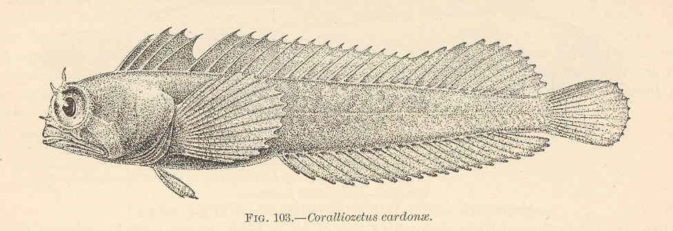Coralliozetus cardonae (Coralliozetus cardonae) |commons:File:FMIB 38117 Coralliozetus cardonae.jpeg