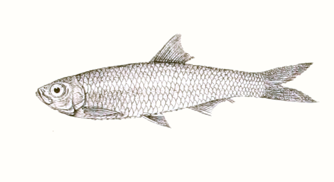 Corica soborna (Corica soborna) |commons:File:Corica soborna Achilles 162.jpg