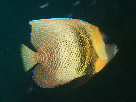 Cortez Angelfish (Pomacanthus zonipectus) |commons:File:Pomacanthus zonipectus.jpg