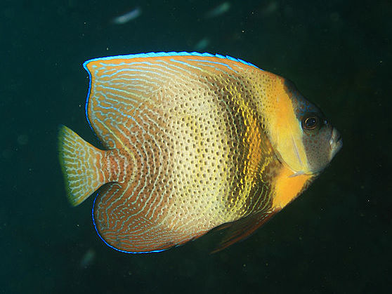Cortez Angelfish (Pomacanthus zonipectus) |commons:File:Pomacanthus zonipectus.jpg