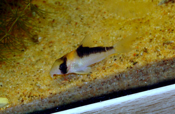 Corydoras Adolfoi (Corydoras adolfoi) |commons:File:Corydoras-adolfoi-alone.jpg