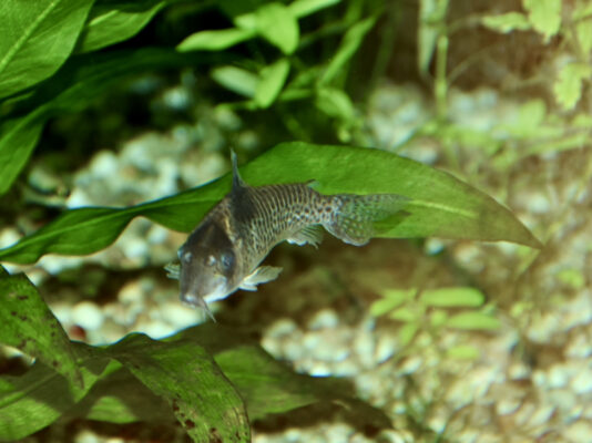 Corydoras Agassizii (Corydoras agassizii) |commons:File:Callichthyidae Corydoras agassizii 1.jpg
