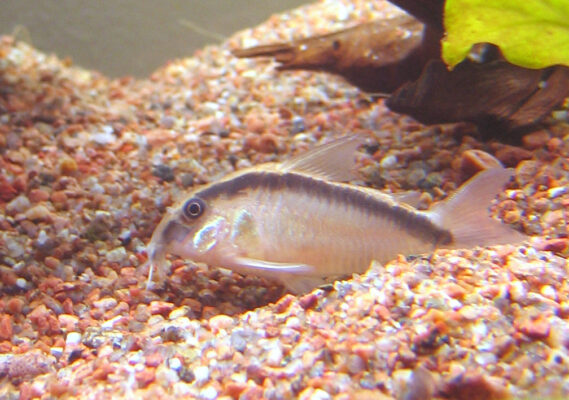 Corydoras Arcuatus (Corydoras arcuatus) |commons:File:Corydoras arcuatus.jpg