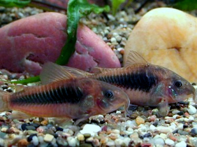 Corydoras Bronze (Corydoras aeneus) |commons:File:Corydoras aeneus.jpg