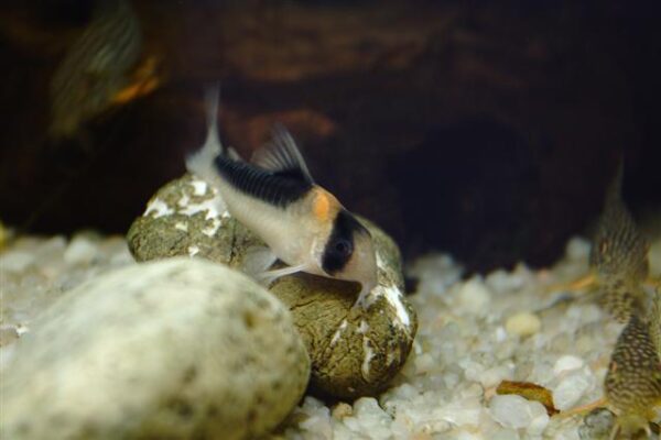 Corydoras Duplicareus (Corydoras duplicareus) |commons:File:Corydoras duplicareus.jpg
