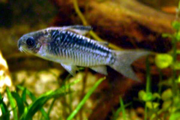 Corydoras Elegans (Corydoras elegans) |commons:File:Corydoras elegans.jpg