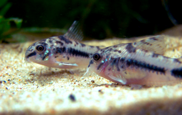 Corydoras Habrosus (Corydoras habrosus) |commons:File:2corydoras-habrosus.jpg