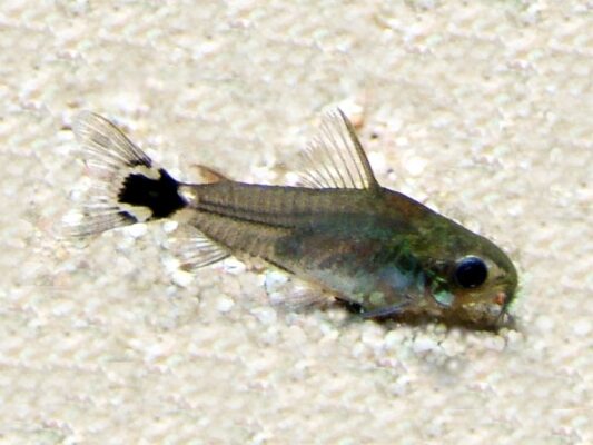 Corydoras Hastatus (Corydoras hastatus) |commons:File:Corydoras hastatus.jpg