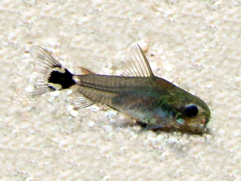 Corydoras Hastatus (Corydoras hastatus) |commons:File:Corydoras hastatus.jpg