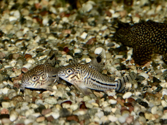 Corydoras Julii (Corydoras julii) |commons:File:Callichthyidae Corydoras julii 1.jpg