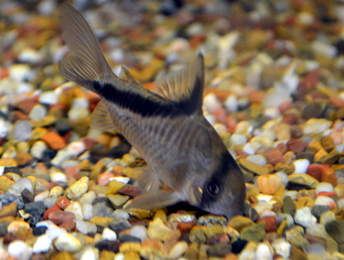 Corydoras Melini (Corydoras melini) |commons:File:Corydoras melini.jpg