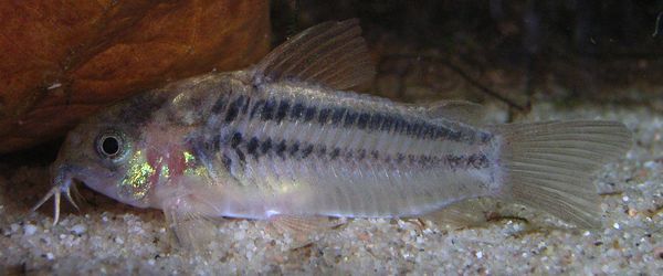 Corydoras Nanus (Corydoras nanus) |commons:File:Corydoras nanus 32281957.jpg