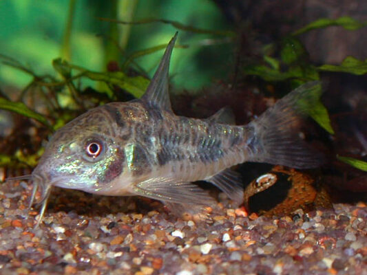 Corydoras Paleatus (Corydoras paleatus) |commons:File:Corydoras paleatus.jpg