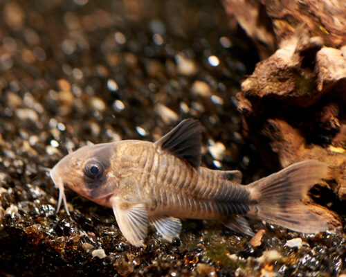 Corydoras Panda (Corydoras panda) |commons:File:Corydoras panda. (46592394085).jpg