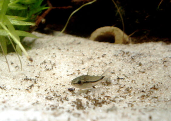 Corydoras Pygmaeus (Corydoras pygmaeus) |commons:File:Corydoras pygmaeus.jpg