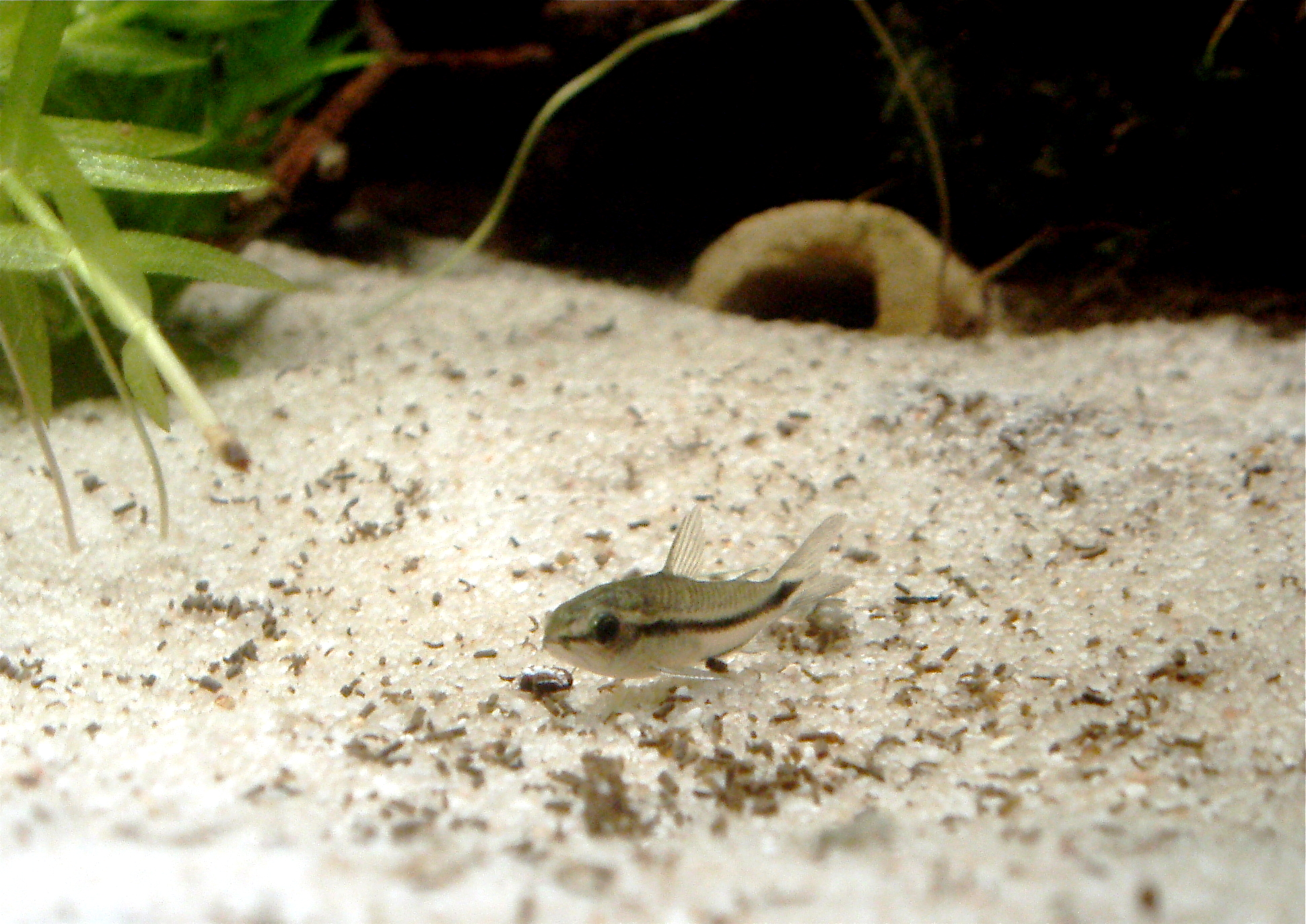 Corydoras Pygmaeus (Corydoras pygmaeus) |commons:File:Corydoras pygmaeus.jpg