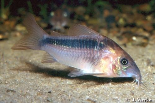Corydoras Rabauti (Corydoras rabauti) |commons:File:Corydoras rabauti.jpg