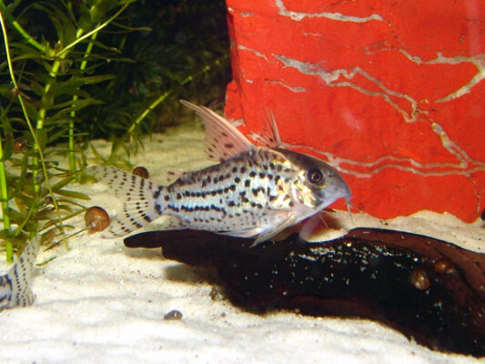 Corydoras Schwartzi (Corydoras schwartzi) |commons:File:Corydoras schwartzi.jpg