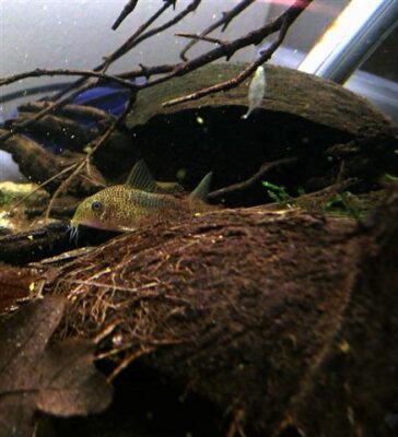 Corydoras Similis (Corydoras similis) |commons:File:Corydoras similis.jpg