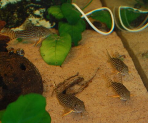 Corydoras Sterbai (Corydoras sterbai) |commons:File:Corydoras-sterbai-4.jpg