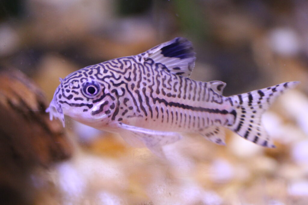 Corydoras Trilineatus (Corydoras trilineatus) |commons:File:Corydoras trilineatus, 2010.jpg