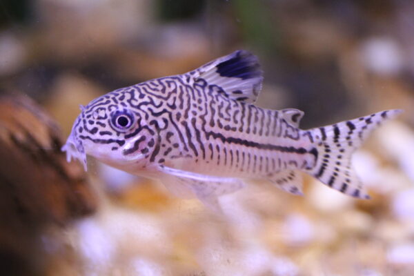 Corydoras Trilineatus (Corydoras trilineatus) |commons:File:Corydoras trilineatus, 2010.jpg