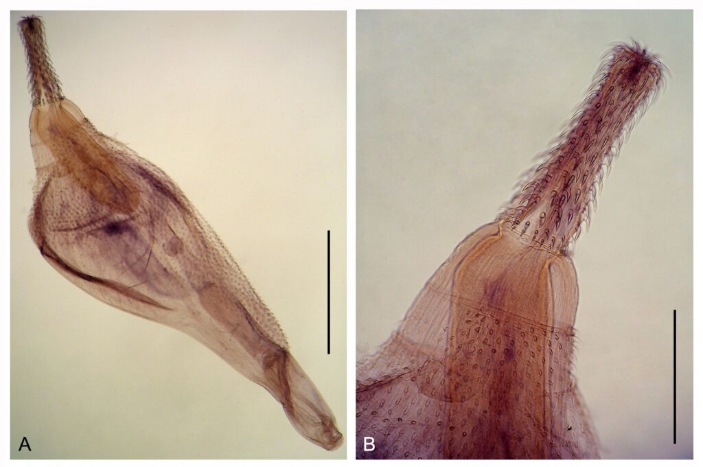 Corynosoma cetaceum Corynosoma cetaceum