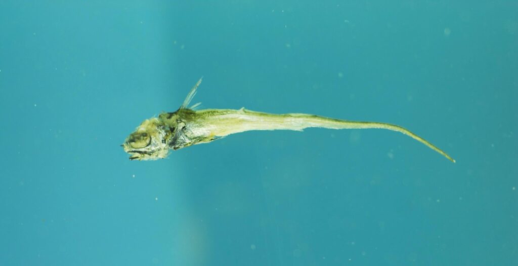 Coryphaenoides alateralis (Coryphaenoides alateralis) |commons:File:Coryphaenoides alateralis.jpg