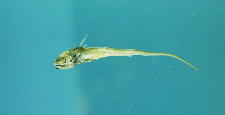Coryphaenoides alateralis (Coryphaenoides alateralis) |commons:File:Coryphaenoides alateralis.jpg