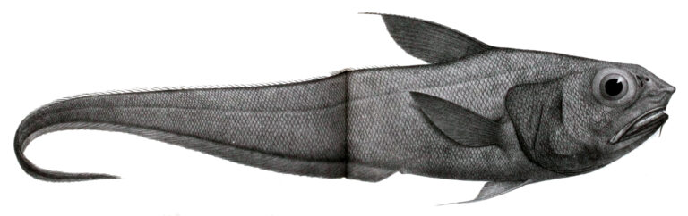 Coryphaenoides altipinnis (Coryphaenoides altipinnis) |commons:File:Coryphaenoides altipinnis.jpg