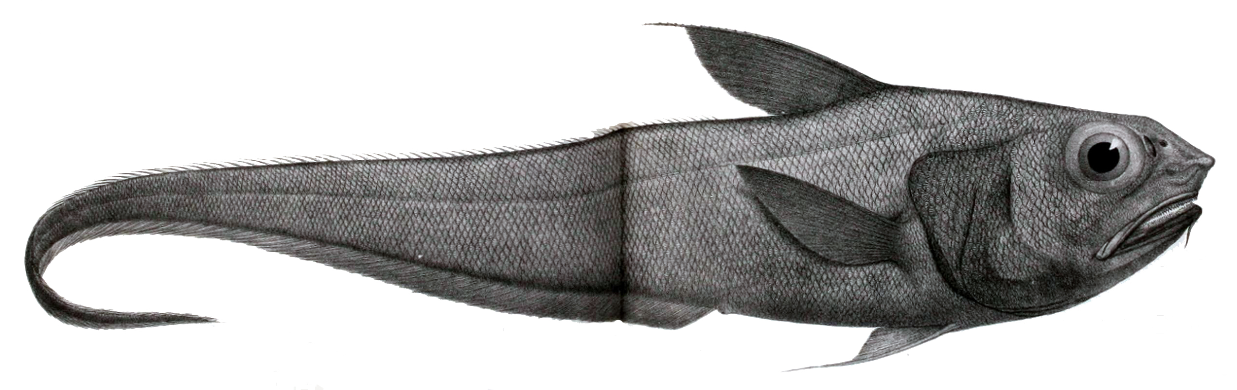 Coryphaenoides altipinnis (Coryphaenoides altipinnis) |commons:File:Coryphaenoides altipinnis.jpg