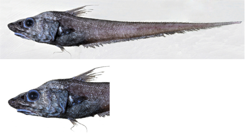 Coryphaenoides anguliceps (Coryphaenoides anguliceps) |commons:File:Coryphaenoides anguliceps;.png