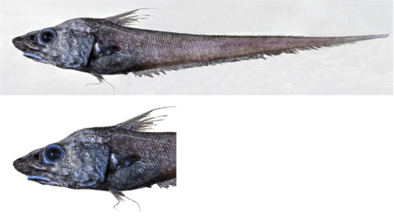 Coryphaenoides anguliceps (Coryphaenoides anguliceps) |commons:File:Coryphaenoides anguliceps;.png